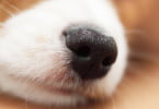 Cães de assistência podem detetar pacientes com epilepsia através do olfato
