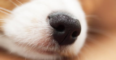 Cães de assistência podem detetar pacientes com epilepsia através do olfato