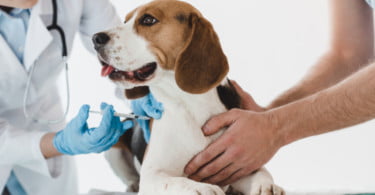 Organizações veterinárias recordam os perigos da não vacinação dos animais