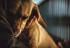 cão com o dono veterinária atual