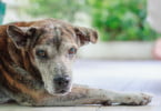 Novo estudo revela que existem semelhanças entre osteoartrite canina e humana