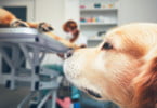 Jornadas de Medicina Veterinária do ICBAS voltam em novembro