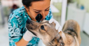 Novo Código Deontológico Médico-veterinário em consulta pública