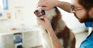 AAHA publica novas normas de cuidados dentários para cães e gatos
