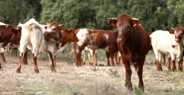Elvas recebe seminário sobre ‘A falha na transferência da imunidade passiva em vitelos de carne”