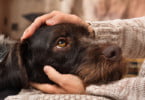Quer ter um cão? A culpa pode ser da genética
