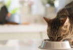 Dietas caseiras podem ser um risco para os gatos