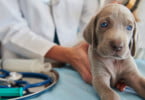 Governo quer criar Sistema de Informação de Animais de Companhia