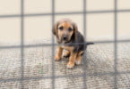 Canil da Nazaré sem capacidade para recolher mais animais