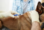 Mercado global de vacinas veterinárias deverá valer mais de dez mil milhões de euros em 2025