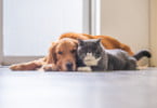 iStock