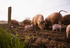 Comissão Europeia demarca novas zonas de risco elevado de peste suína africana