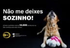 Hospital Veterinário da Universidade do Porto lança campanha contra abandono animal