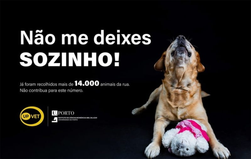 Hospital Veterinário da Universidade do Porto lança campanha contra abandono animal