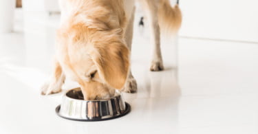 Investigação da FDA revela que existem 16 marcas de nutrição animal que podem estar relacionadas com casos de DCM