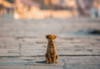 cão abandonado