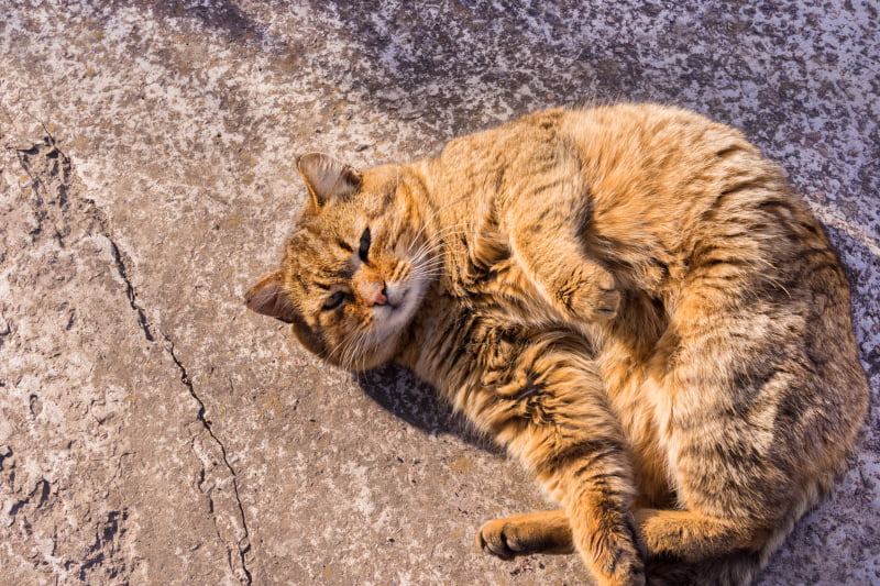 gato obeso veterinária atual