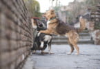 iStock