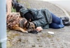Califórnia disponibiliza 5 M$ para cuidados veterinários aos animais dos sem-abrigo
