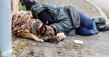 Califórnia disponibiliza 5 M$ para cuidados veterinários aos animais dos sem-abrigo