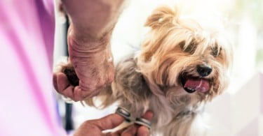 Veterinários espanhóis pedem multa de 6000 euros para ‘falso veterinário’ que sacrificou cadela