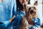 Atualização endocrinologia cao com veterinarios