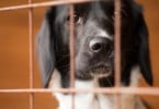 Cão abandonado