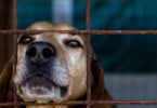 Cão canil municipal