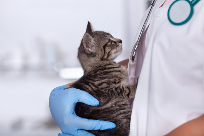 Gato com veterinário