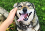 animais fazem bem à saúde cão e