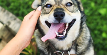 animais fazem bem à saúde cão e
