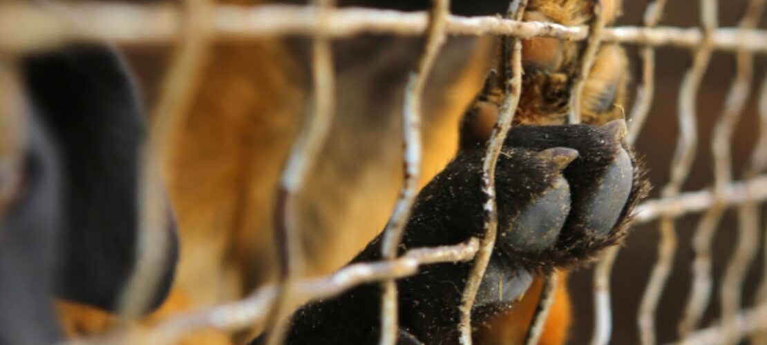 Iniciativa pede à UE ações mais eficazes para proteger cães e gatos sem tutor e em abrigos