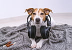 cão a ouvir música