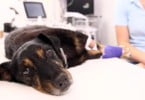 DGAV esclarece veterinários sobre Sistema de Informação de Animais de Companhia