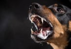 Norte-americana amputada depois de cão lhe transmitir bactéria