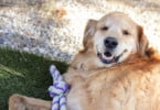 golden retriever obeso