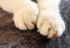 patas gato
