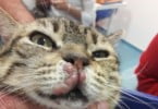 Gato com leish Hospital do Gato