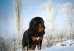Mastim tibetano