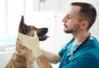 Veterinário observa cão