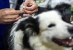 Veterinários acupuntores congratulam OMV pela inclusão da acupuntura como ato médico veterinário