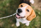 cão beagle