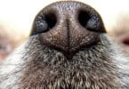 Cães podem detetar cancro noutros cães? Estudo avalia hipótese