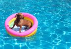 cão na piscina
