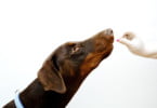 iStock