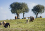 ovelhas no campo
