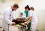 Coisas de Vet promove workshop ‘5 pilares fundamentais para diminuir a rotatividade da equipa’