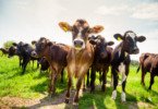 iStock  e