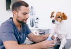 OMV volta a pedir fim do IVA a 23% para os serviços veterinários