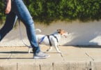 Detenção de cães associada a vida mais longa, revela estudo